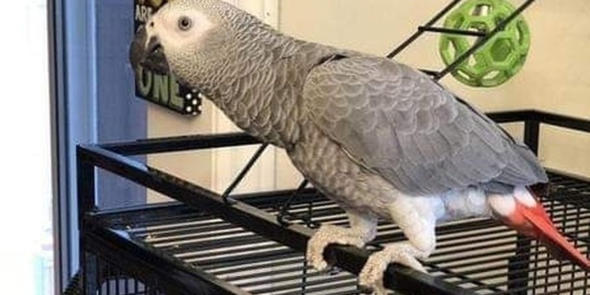 Understanding African Grey Parrot Behaviors: A Comprehensive Guide